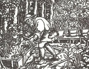 Raised Bed Garden Woodcut