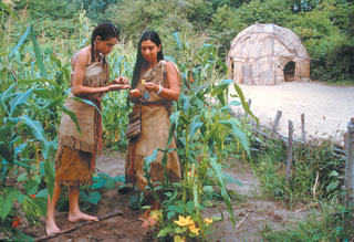 Plimoth Plantation Wampanoag Garden