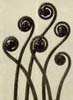 John Forti's Garden Designs